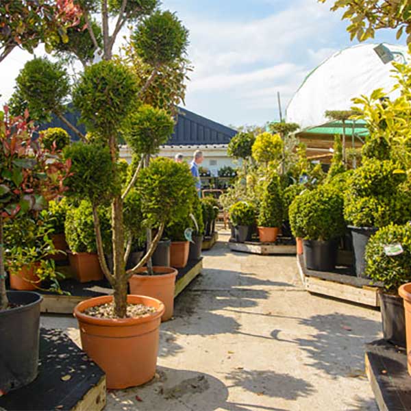 A wide range of plants specially chosen from our trusted nursery suppliers